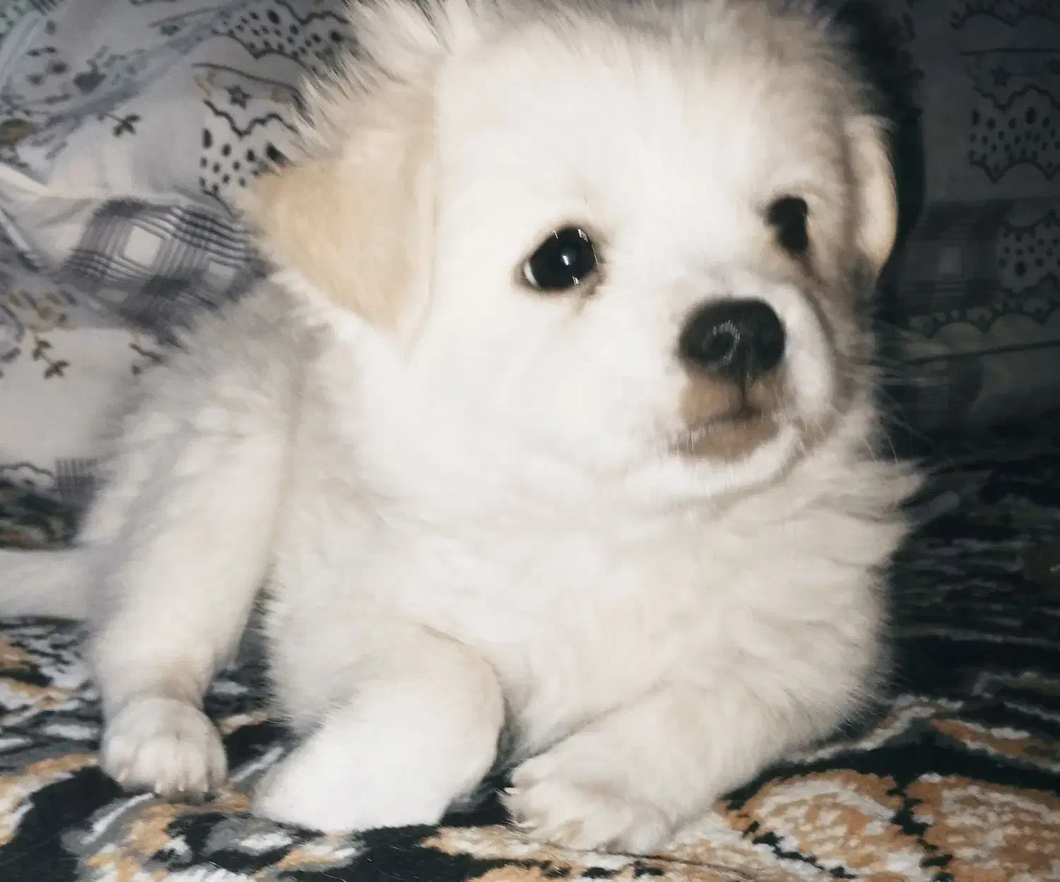 پانسیون خانگی حیوانات با مراقبت ویژه|خدمات پیشه و مهارت|تهران, خاک سفید|دیوار