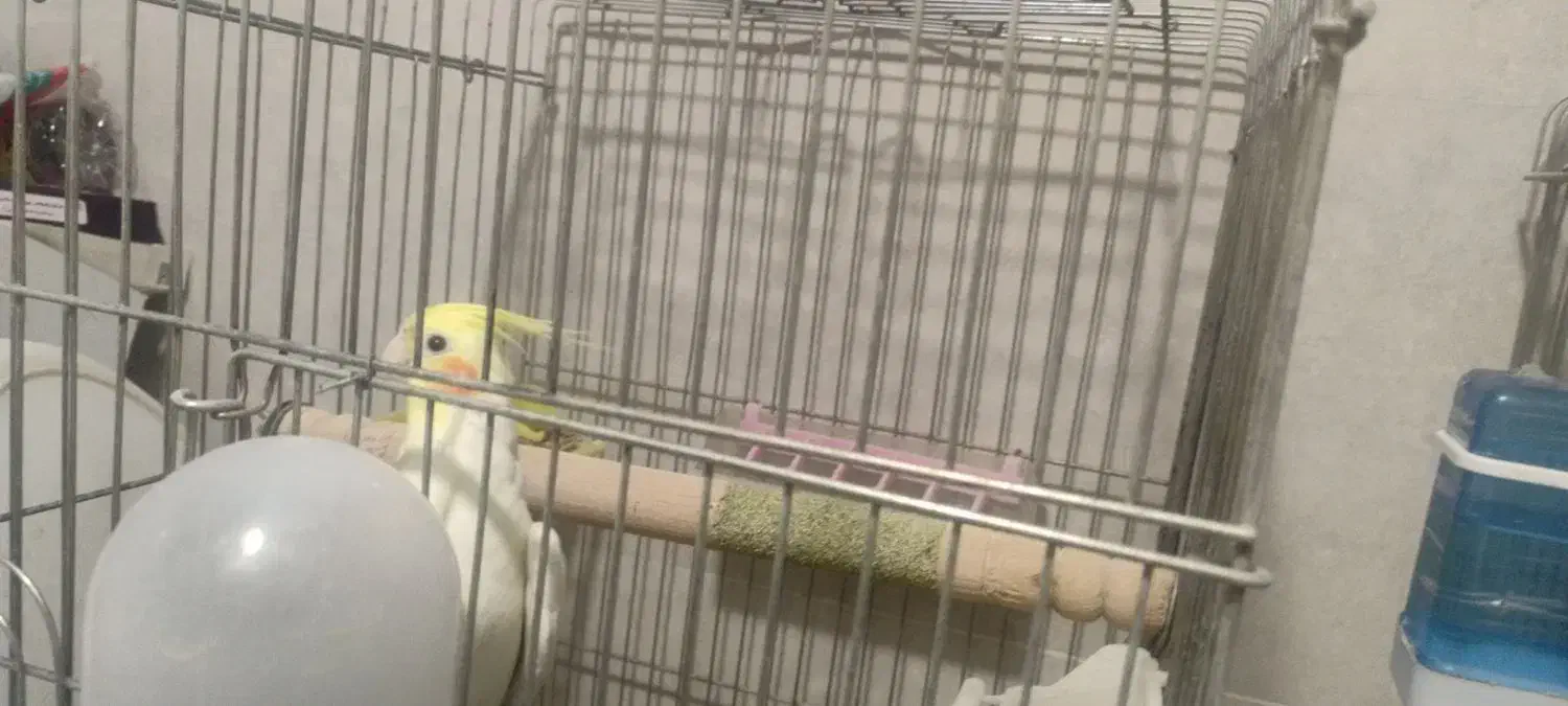 عروس هلندی|پرنده|کرمان, |دیوار