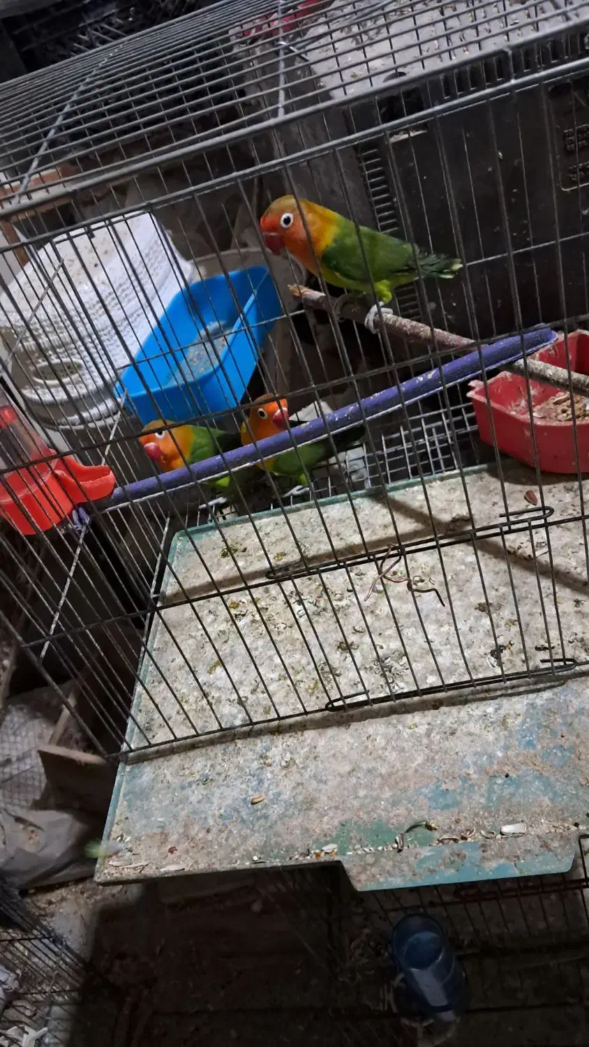 طوطی برزیلی|پرنده|کیش, |دیوار