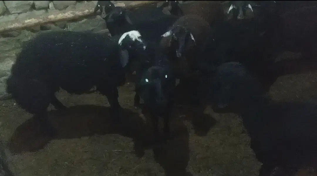 بره|حیوانات مزرعه|نیر (اردبیل), |دیوار