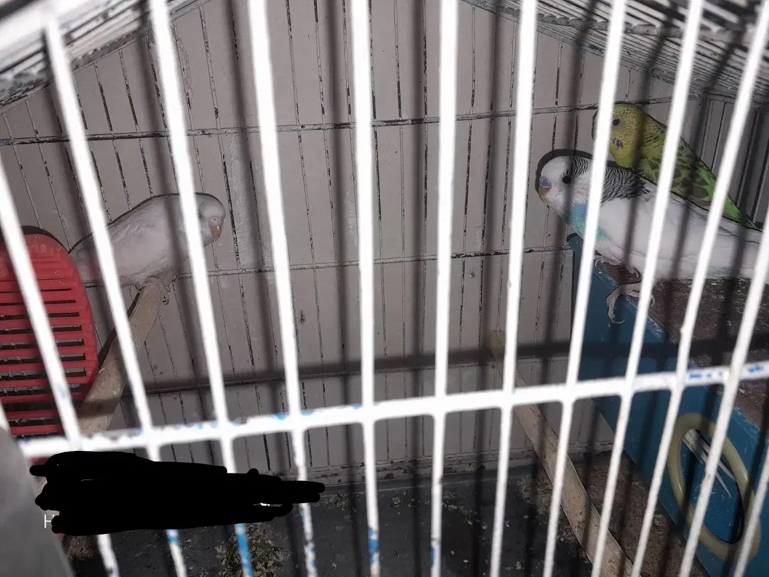 مرغ عشق|پرنده|قائن, |دیوار