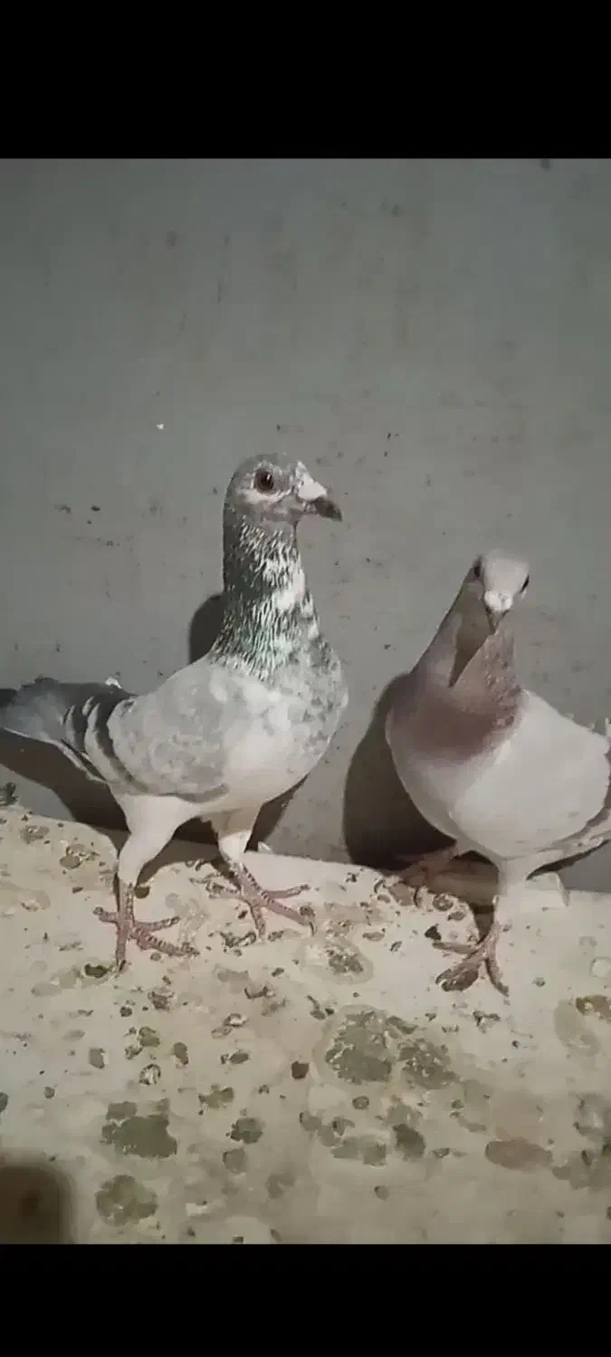 ک ب و ت ر|پرنده|تربت‌حیدریه, حاجی یار‎|دیوار