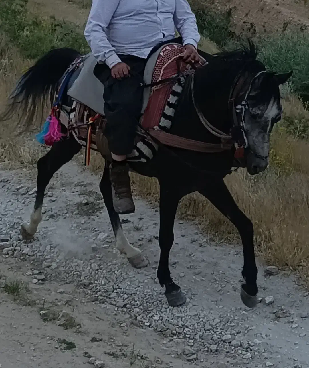 اسب نریان|اسب و تجهیزات اسبسواری|سیلوانه, |دیوار