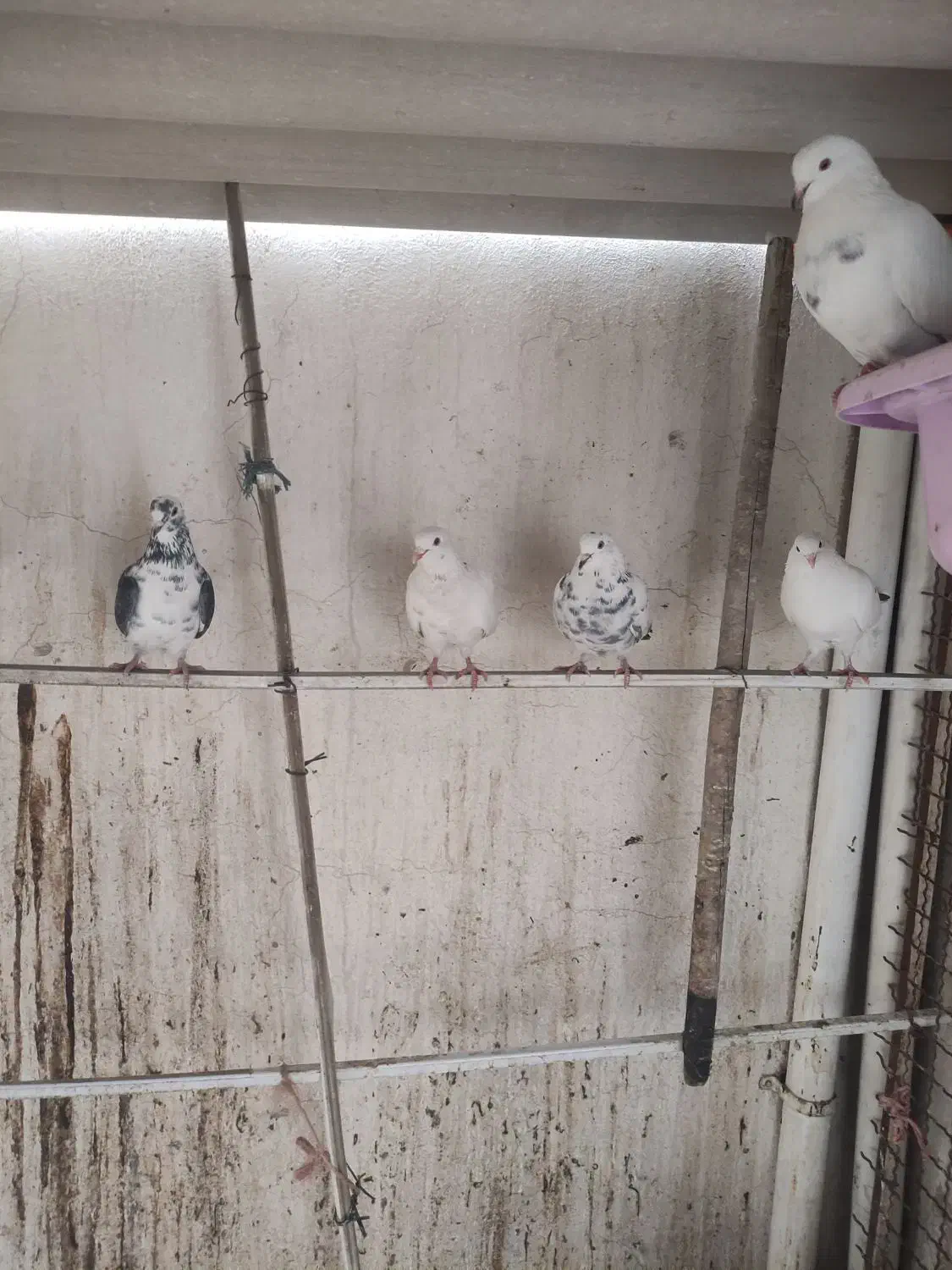 کبوتر پرشی|پرنده|کهریزک, |دیوار