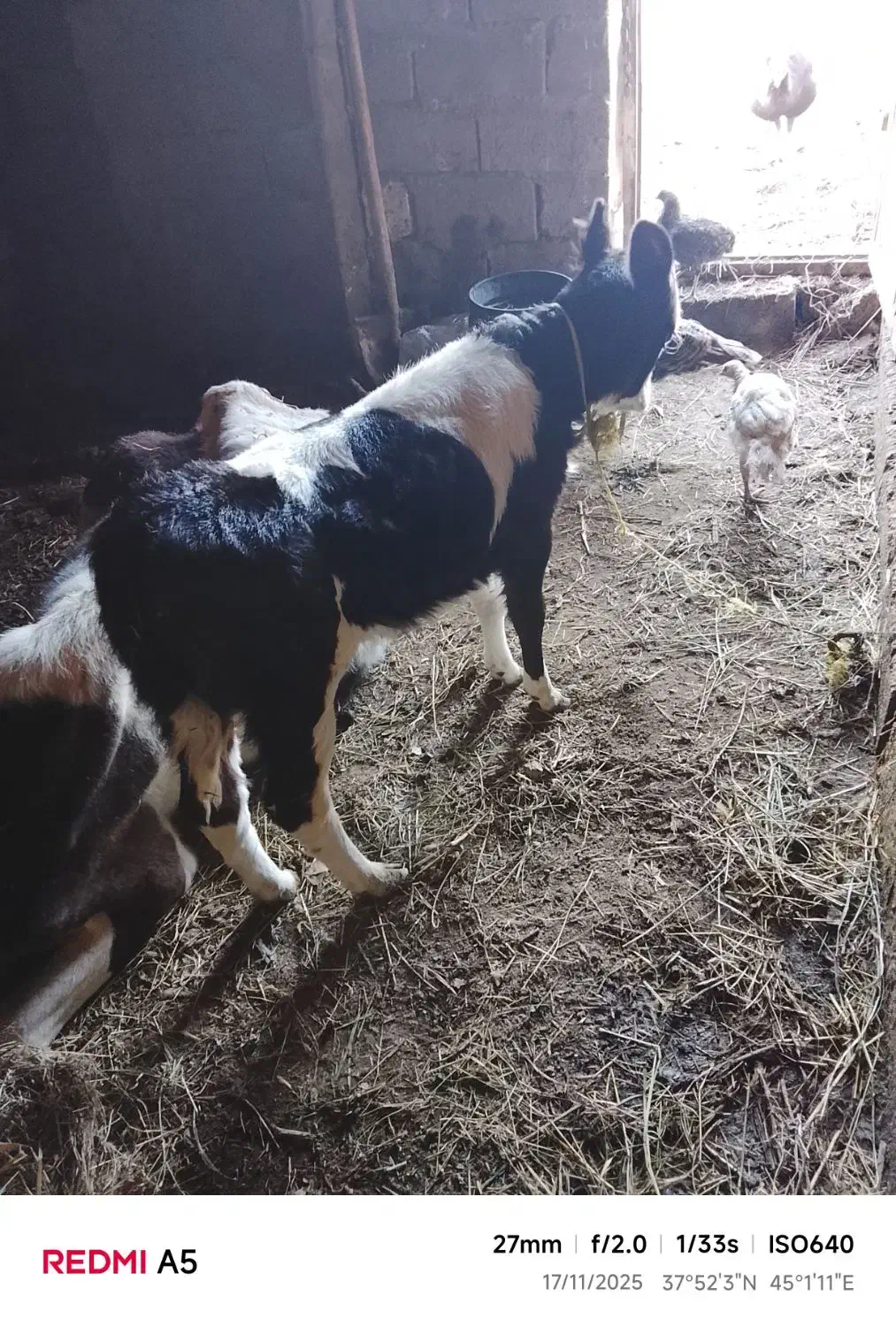 گوساله ماده سمینتال|حیوانات مزرعه|انزل, |دیوار