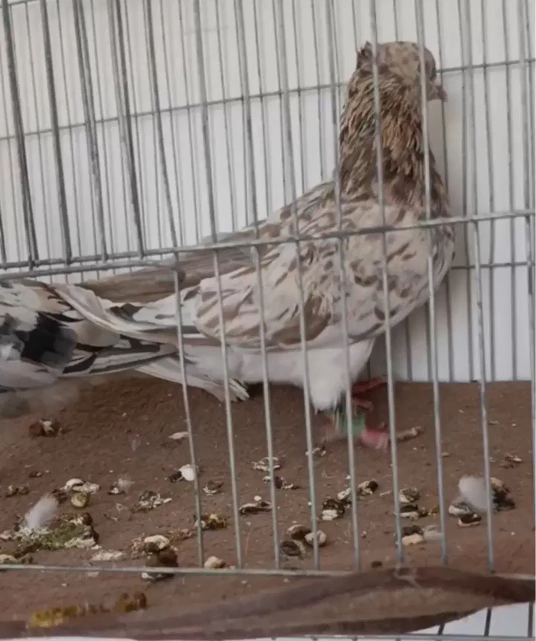 هفت رنگ دم سفید|پرنده|بردسکن, |دیوار