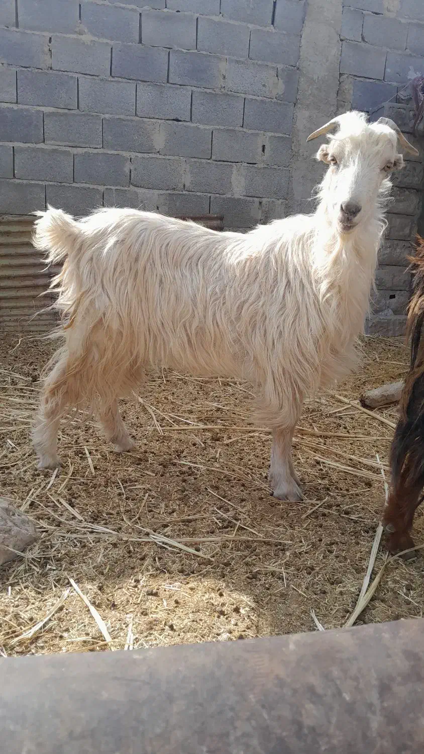 بز چاق و عالی|حیوانات مزرعه|مرودشت, مجد آباد|دیوار