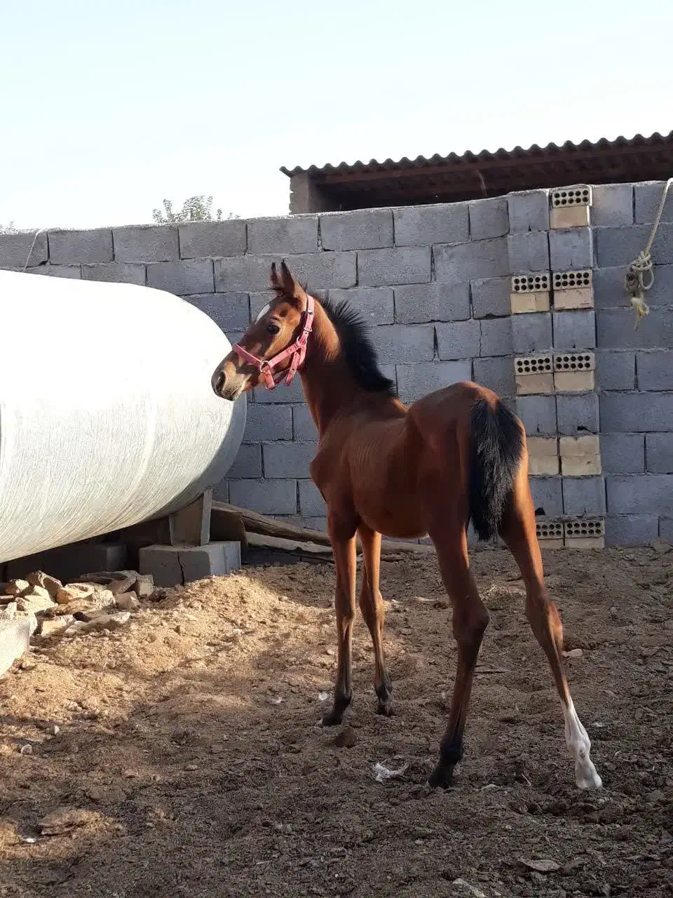 اسب قشقایی|اسب و تجهیزات اسب‌سواری|برخوار, |دیوار