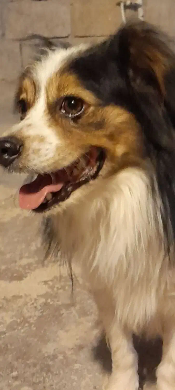 واگذاری یک قلاده سگ المانی اشپیتز|سگ|بهبهان, |دیوار