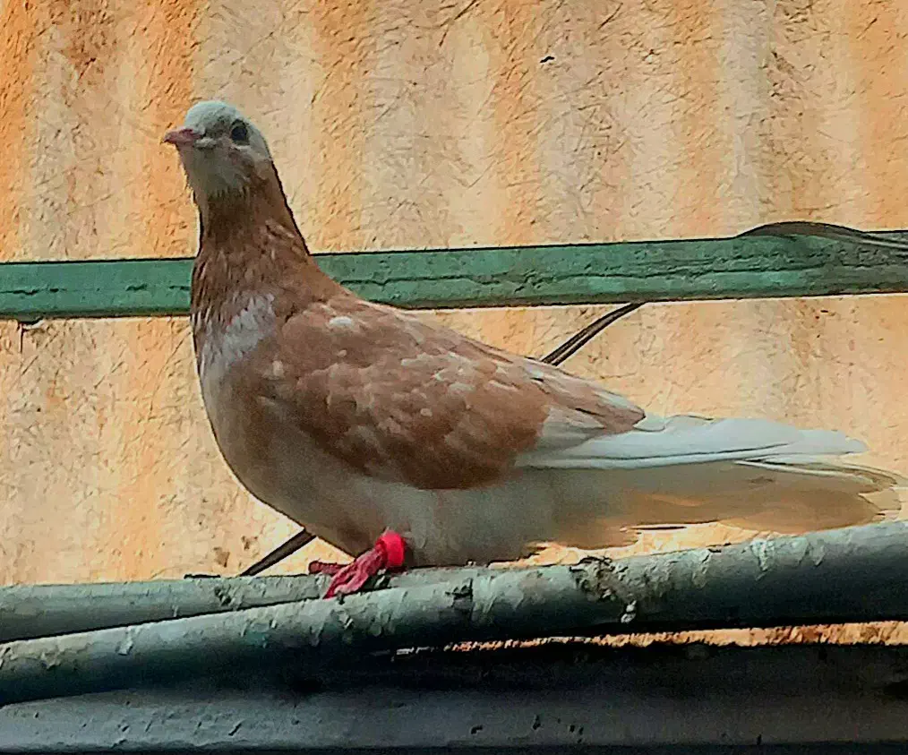 ۵تاا کفتر شازده مهر دست و دم سفید .نر شازده زرد|پرنده|تهران, بیسیم|دیوار