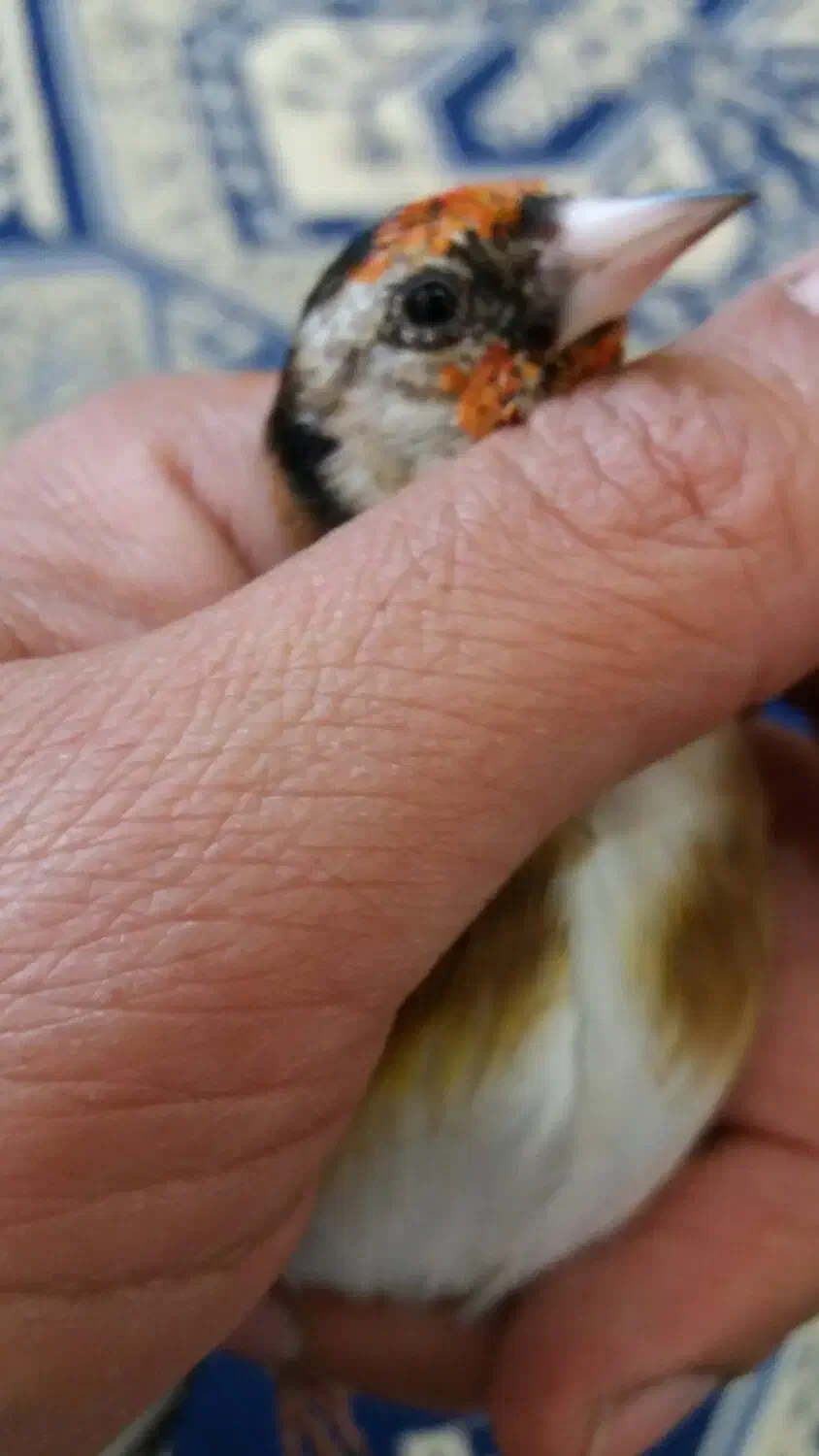 فروش یه عدد  سهره نر ودوعددماده|پرنده|ساوه, |دیوار