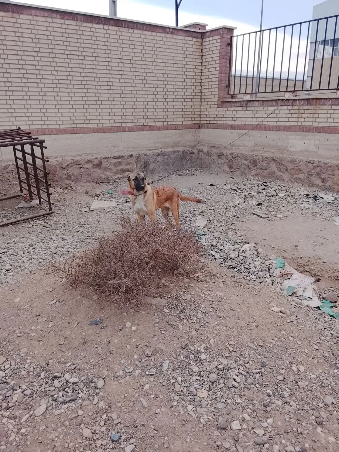 واگذاری سگ|سگ|فشاپویه, |دیوار