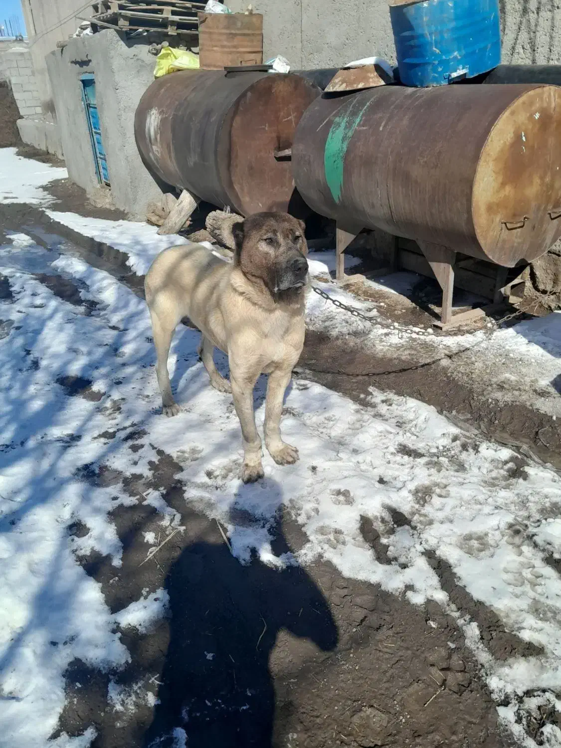 سگ سرابی|سگ|هیر, |دیوار