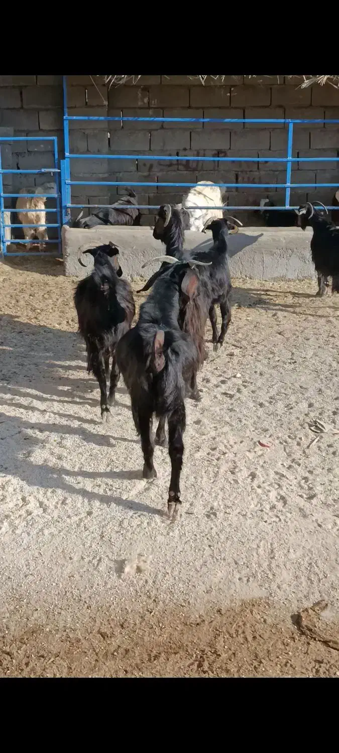 بز محلی|حیوانات مزرعه|بهبهان, |دیوار