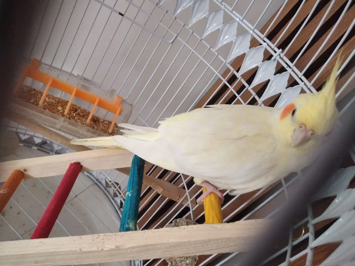 عروس هلندی لوتینو ماده|پرنده|گرگان, |دیوار