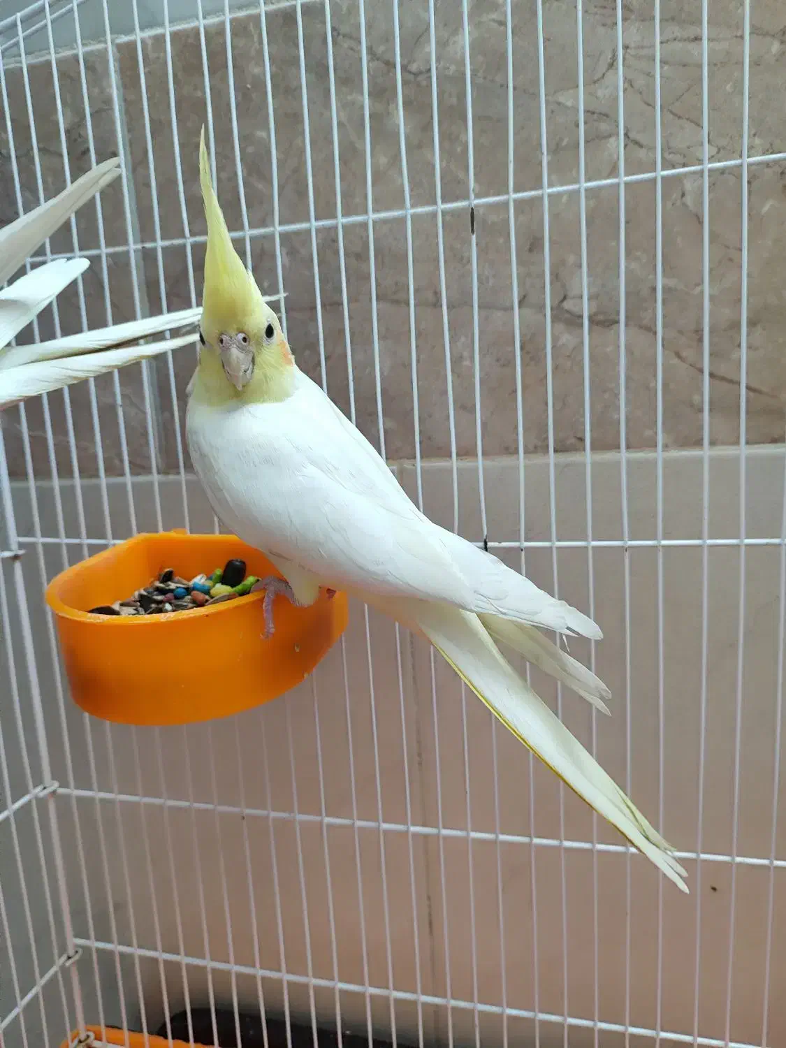 عروس هلندی لوتینو نر و ماده|پرنده|قم, یزدانشهر|دیوار