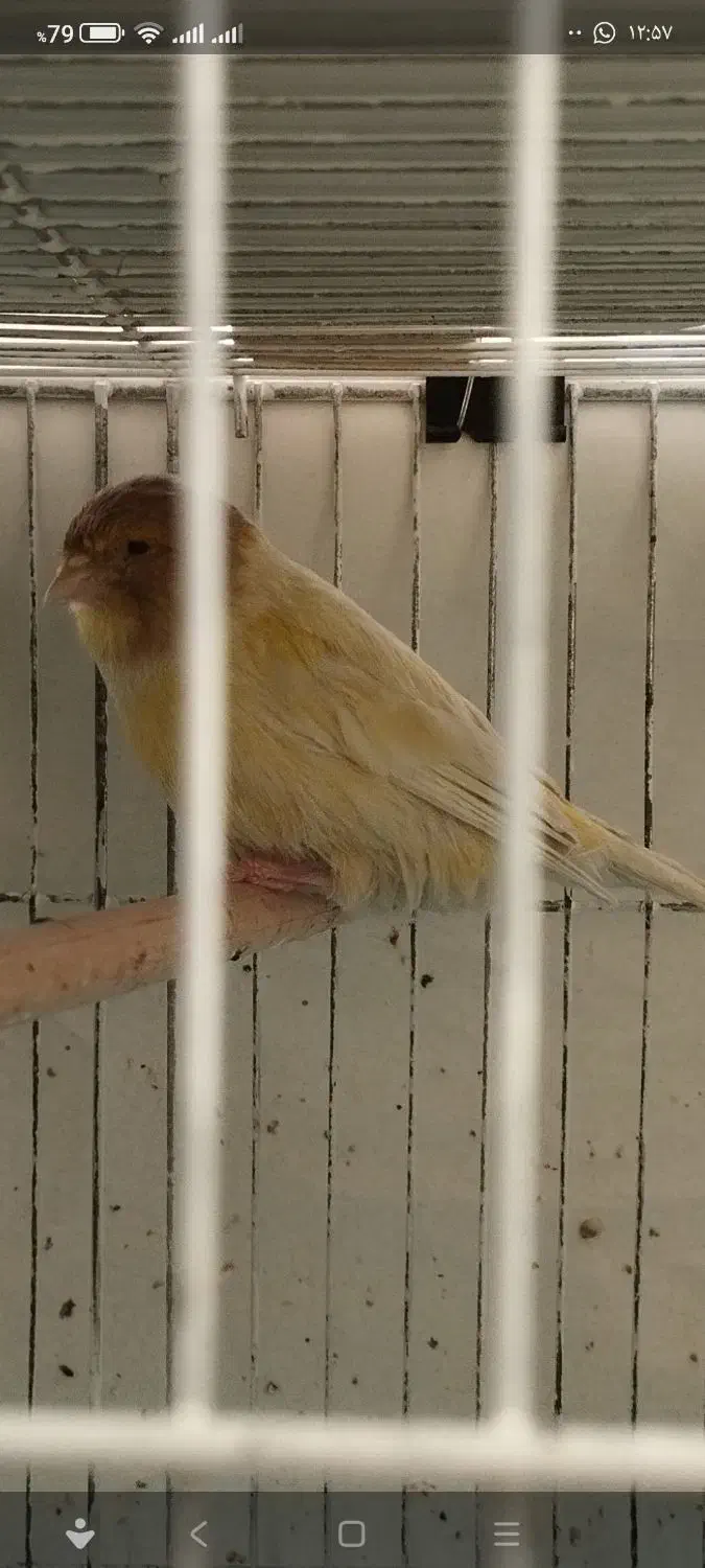 قناری نر و ماده|پرنده|اصفهان, جلالیه|دیوار