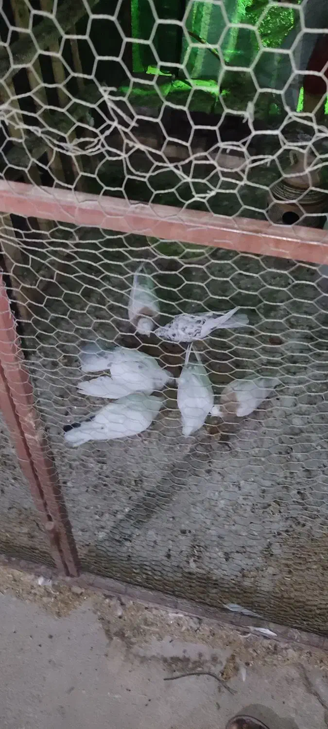 کفتر پرشی|پرنده|مهریز, |دیوار