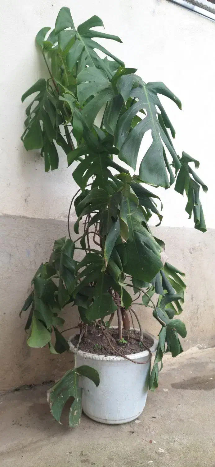 برگ انجیری و سیکاس|گل و گیاه طبیعی|رشت, حافظ آباد|دیوار