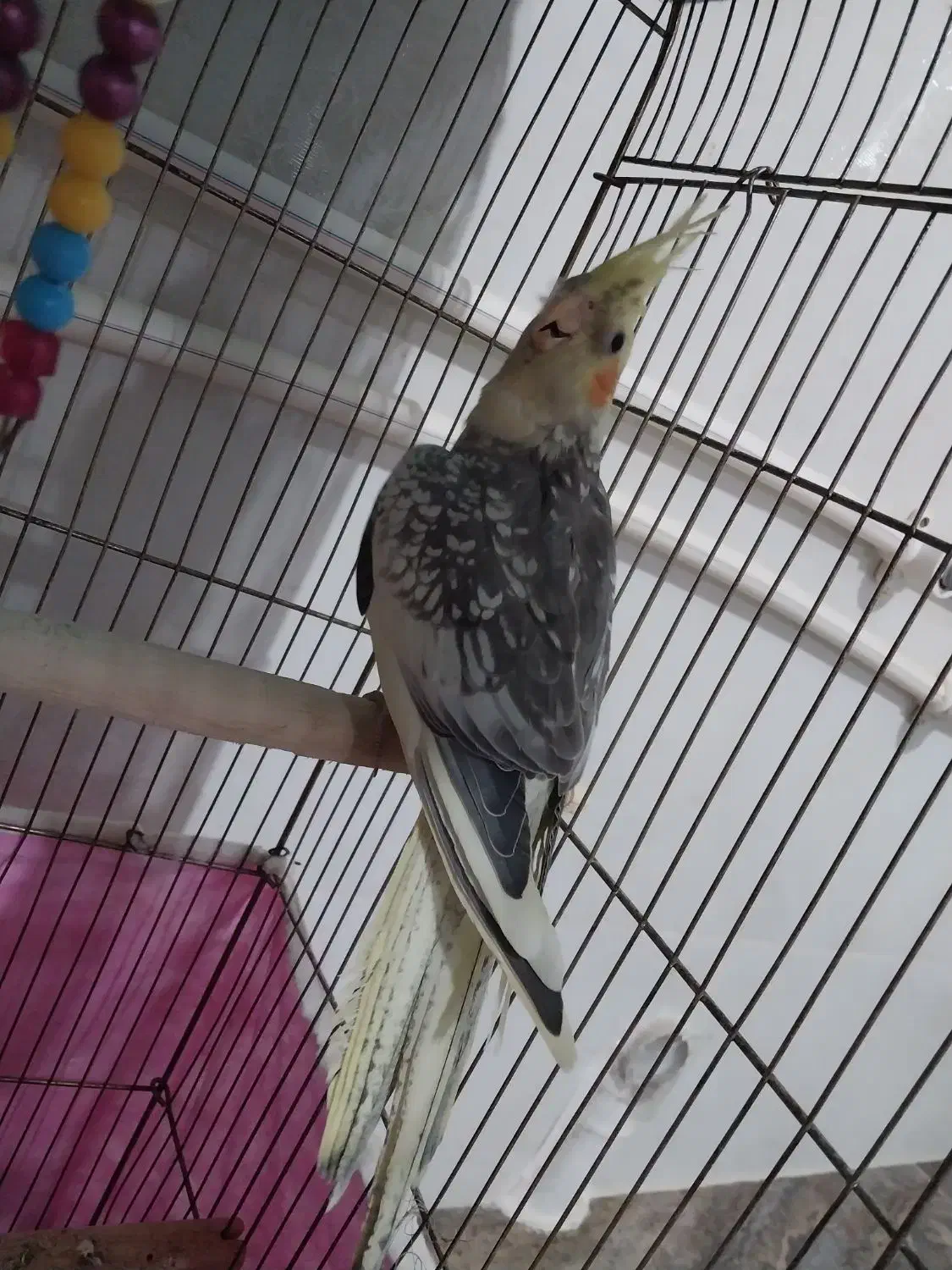 عروس هلندی|پرنده|گیان, |دیوار