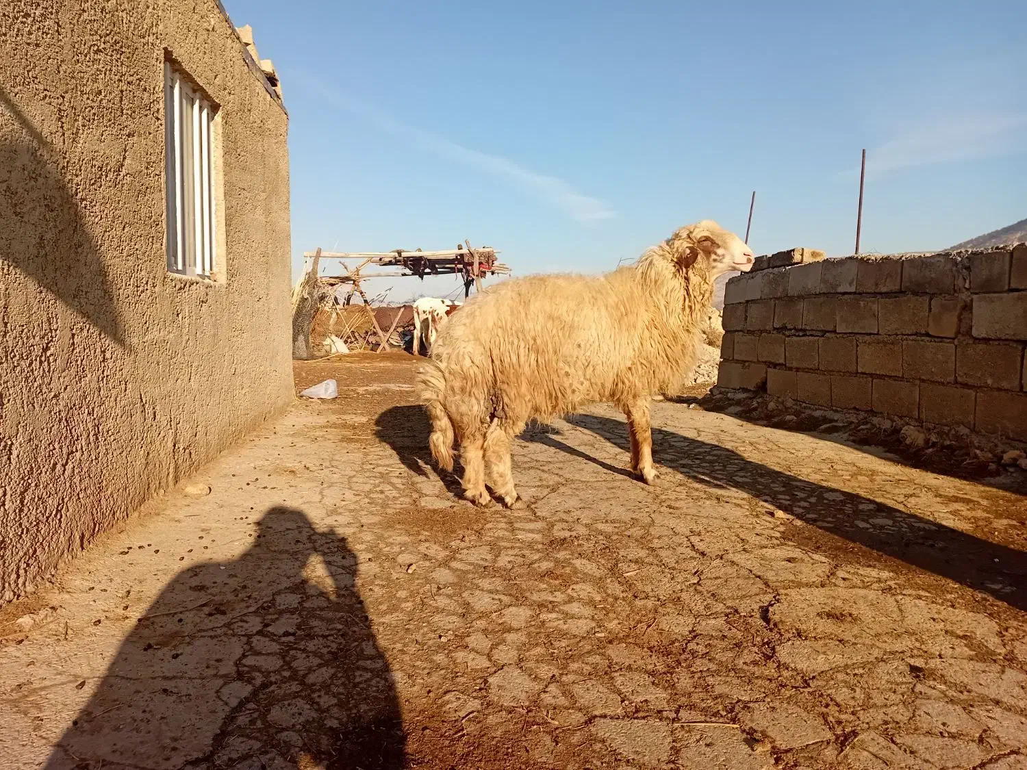 قوچ چاق جوان|حیوانات مزرعه|چرداول, |دیوار