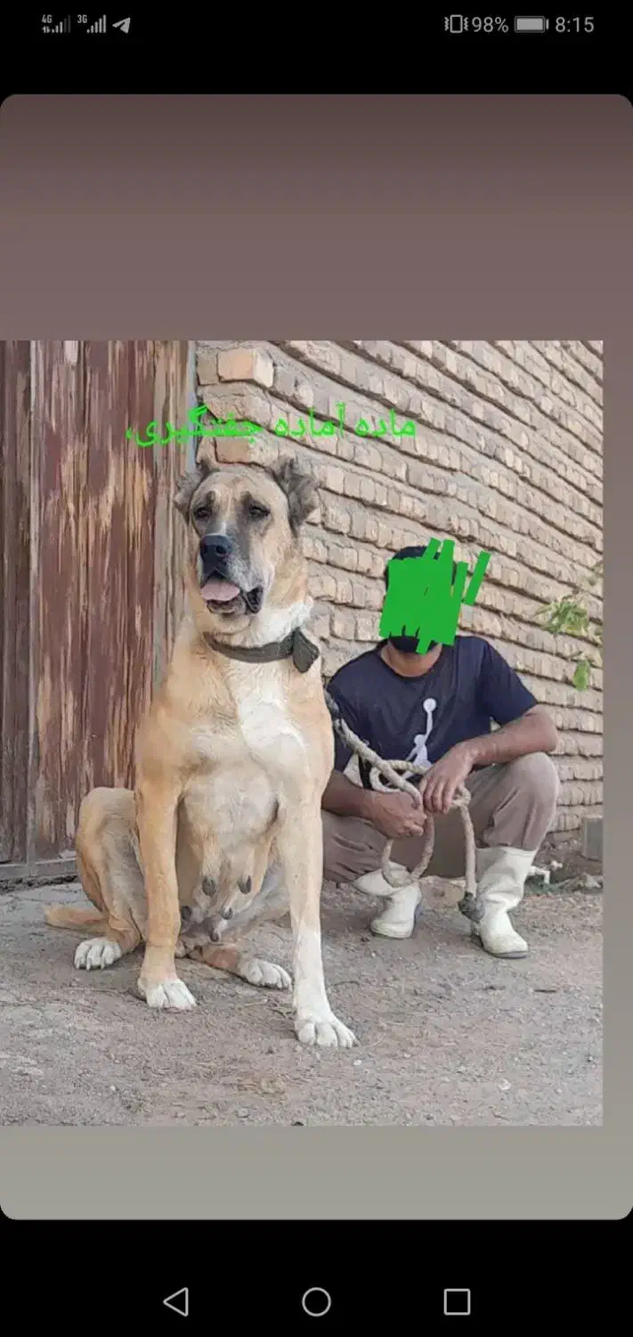 ماده خراسانی درجه یک|سگ|ساری, |دیوار