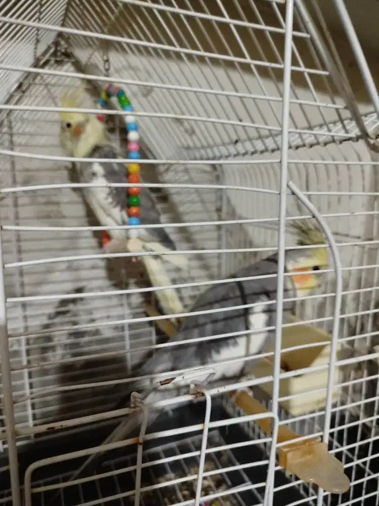 ‌ هلندی سخنگو.|پرنده|خاش, |دیوار