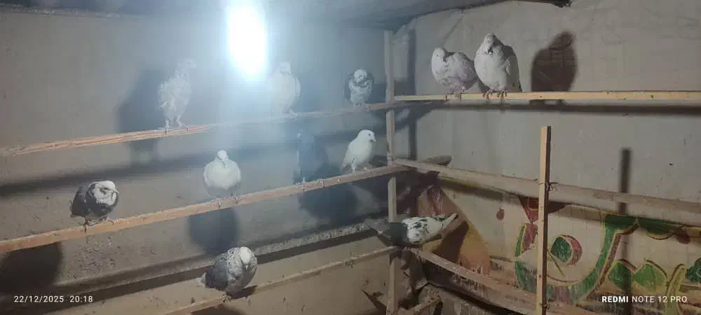 چند تا غریبگیری عالی|پرنده|ری, شهید بهشتی|دیوار