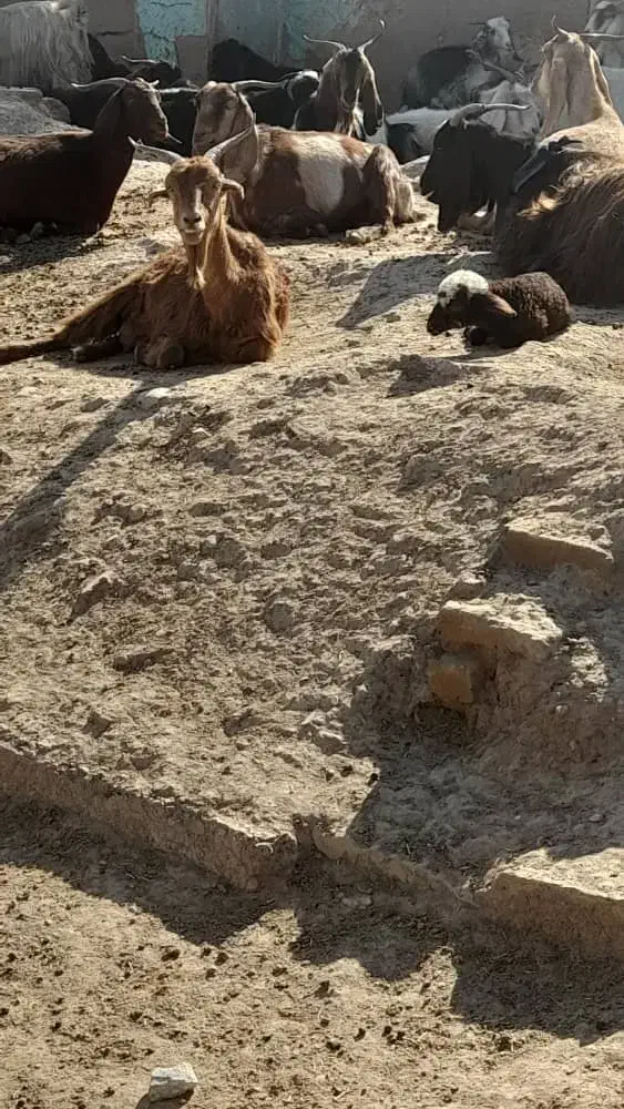 بز وبره|حیوانات مزرعه|اندیمشک, |دیوار