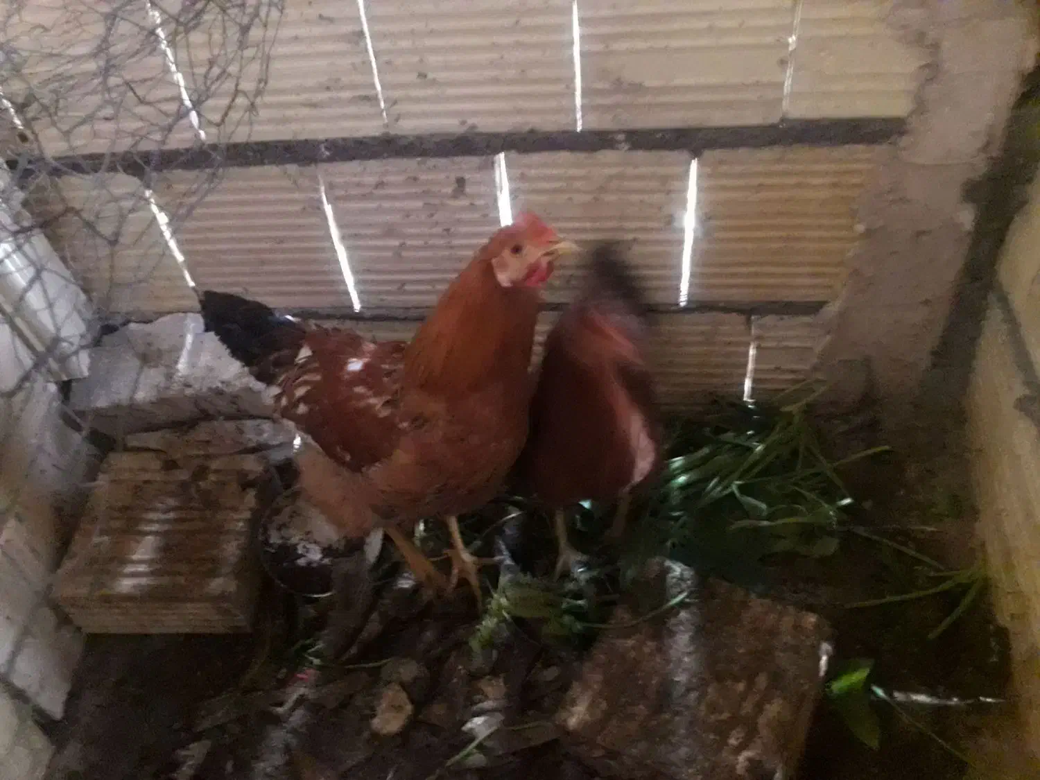 مرغ و خروس درشت سرحال|پرنده|مشهد, ایثار|دیوار