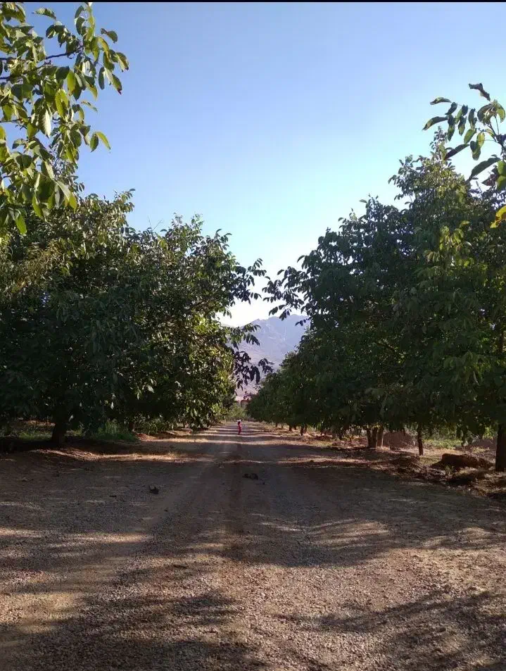 ۵۰۰باغ مثمر ۱۵کیلومتری بیستون منطقه چمچمال|فروش زمین و ملک کلنگی|بیستون, |دیوار