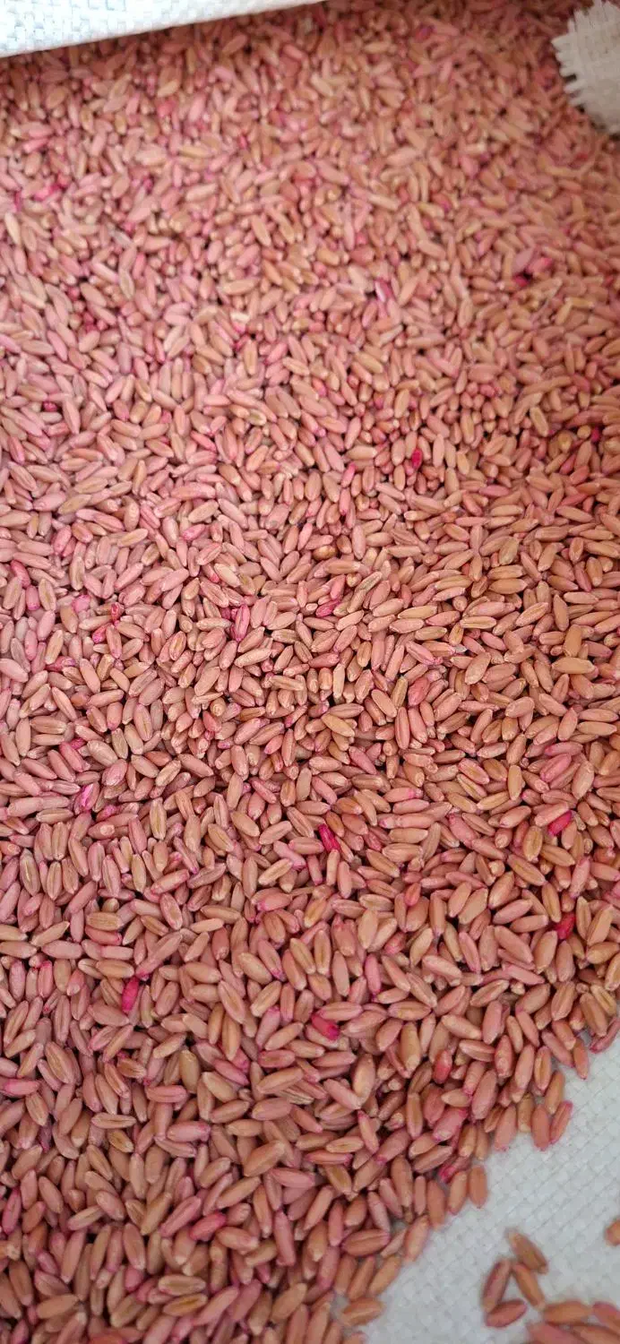 فروش گندم بذری|خدمات باغبانی و درختکاری|شازند, |دیوار