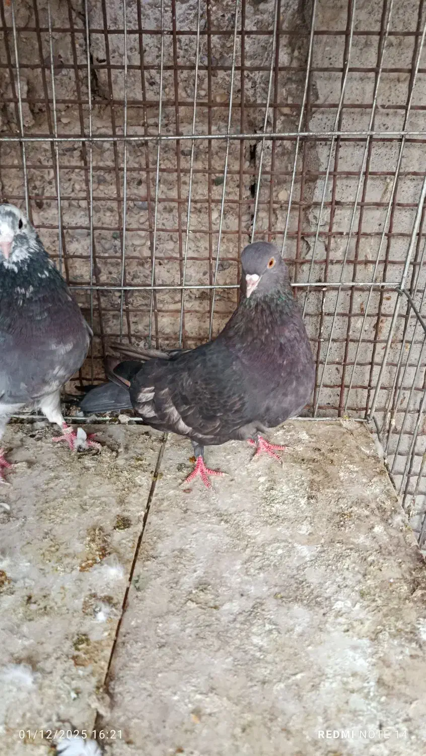 کبوتر پرشی|پرنده|بندرعباس, |دیوار