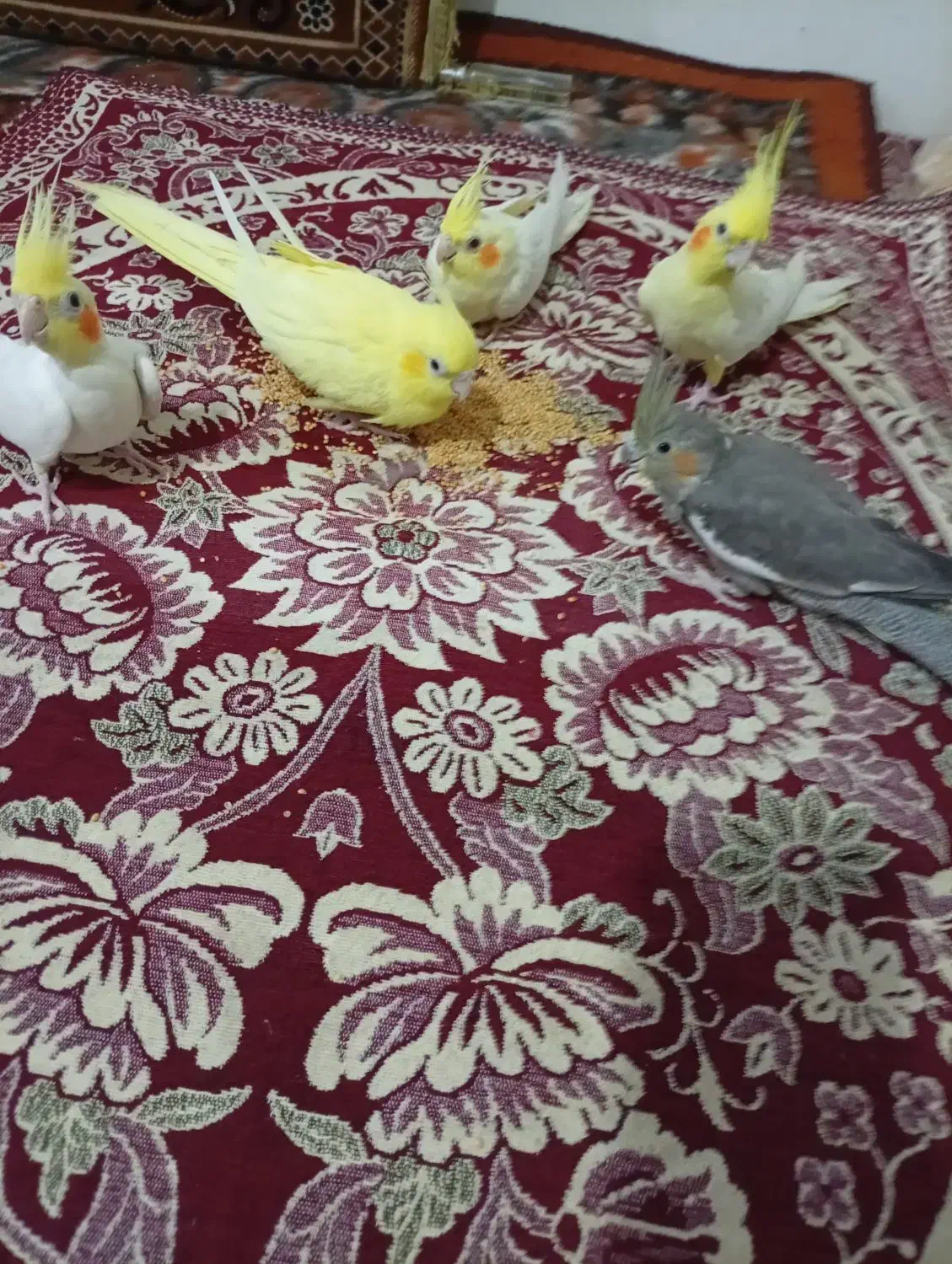 عروس هلندی|پرنده|ایلخچی, |دیوار