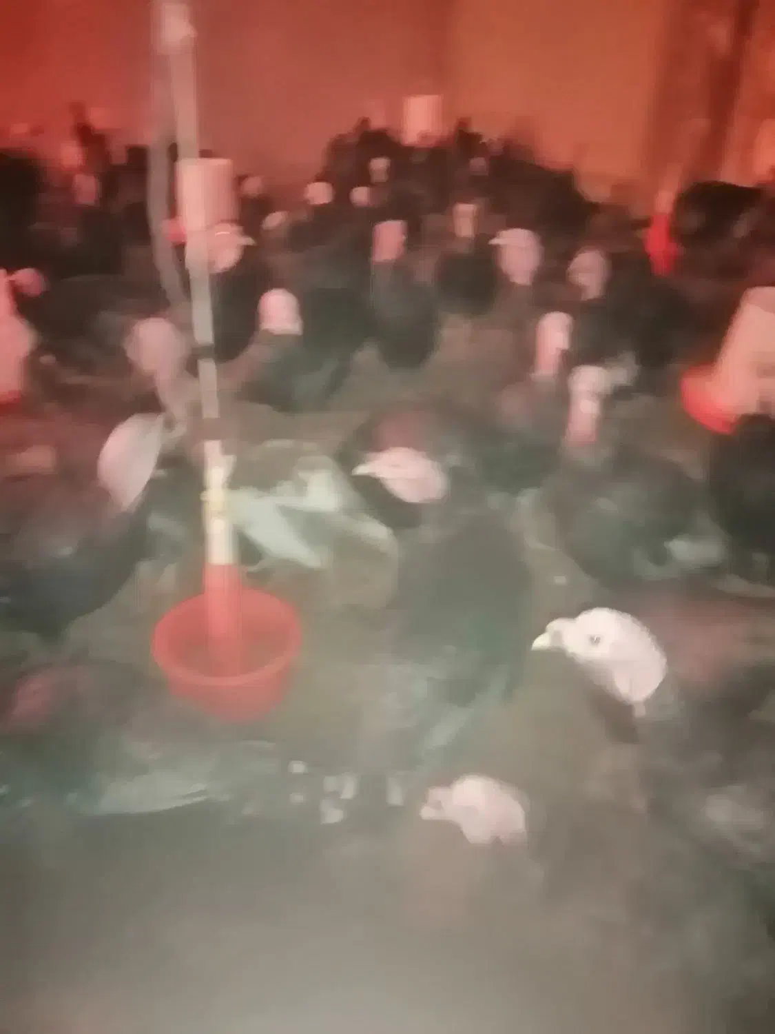 بوقلمون نر برنز اصل|حیوانات مزرعه|سقز, |دیوار