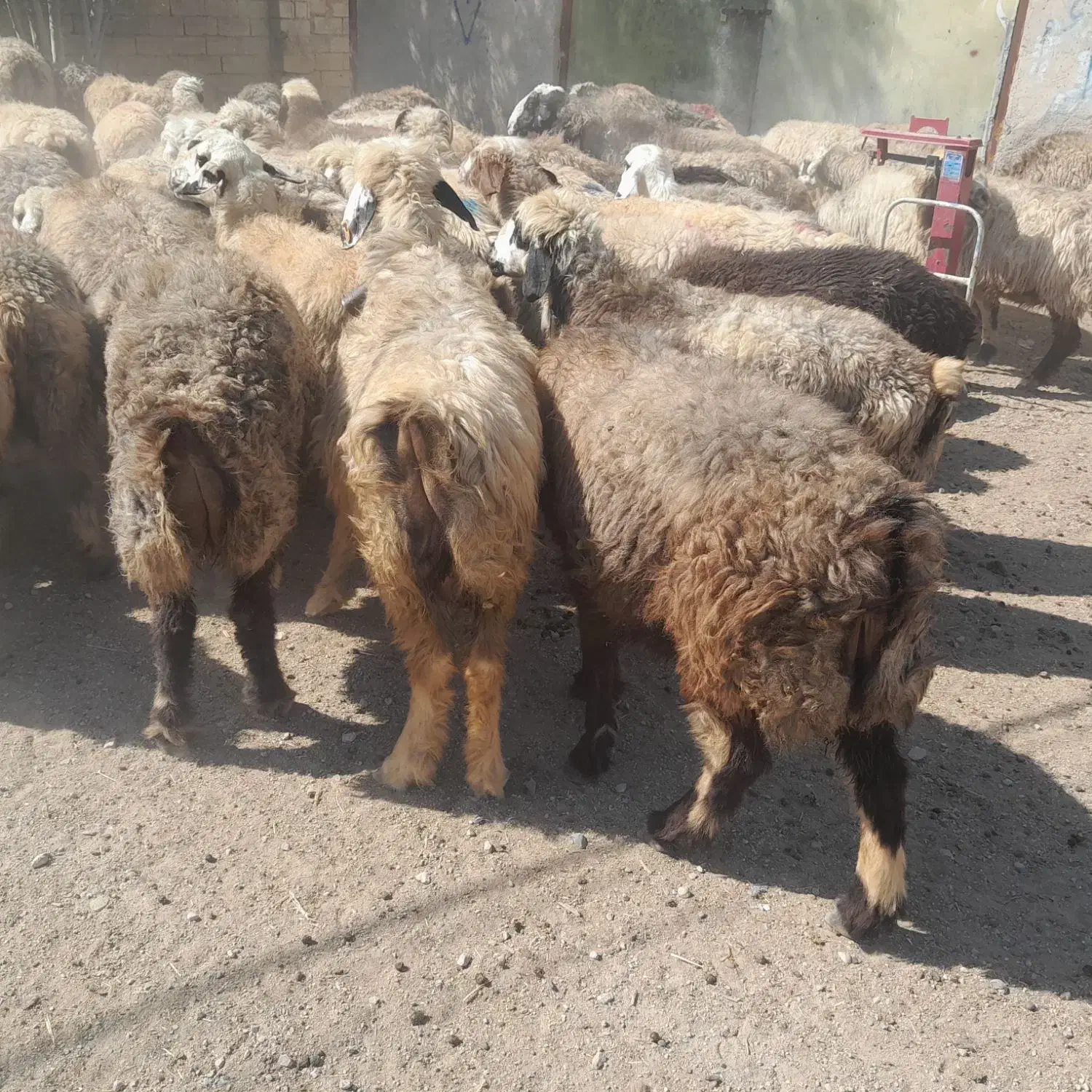 ۶۰راس شیشک میش ترکی بختیاری آبستن و بره دار|حیوانات مزرعه|کازرون, |دیوار