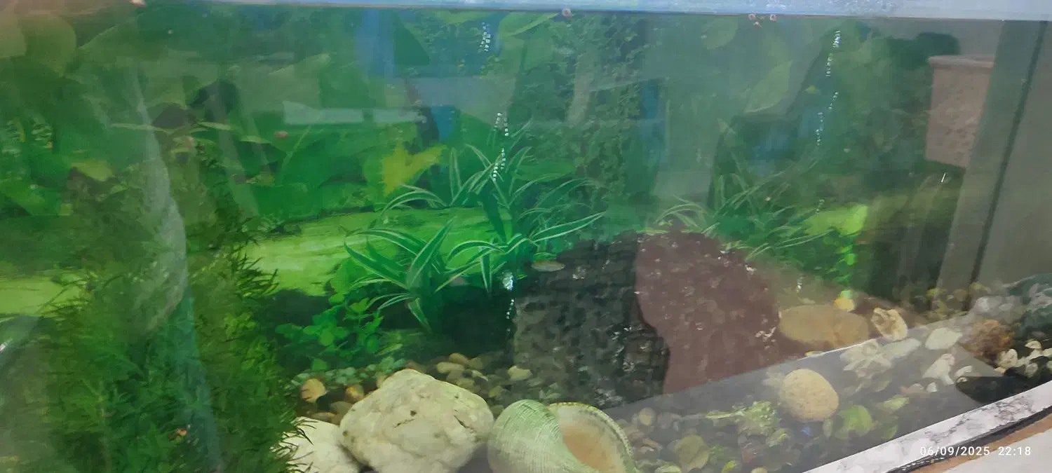 اکواریوم کامل با پمپ قوی|ماهی|مشهد, شهید قربانی|دیوار