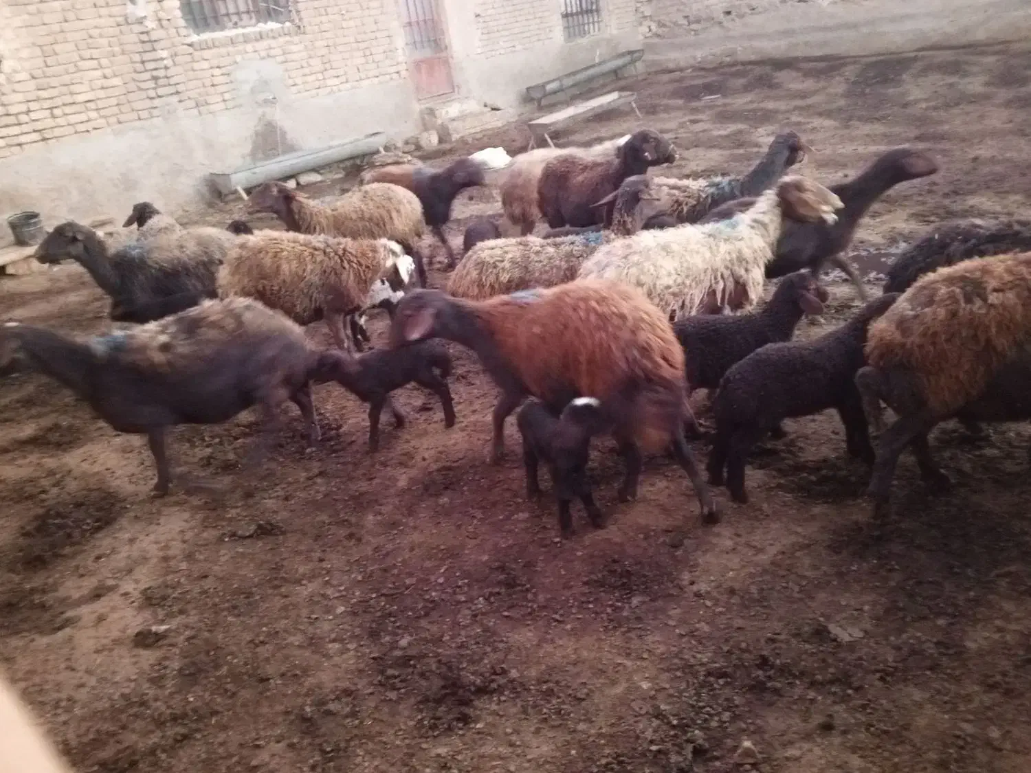 ۱۰راس میش افشاری بره دار|حیوانات مزرعه|قوچان, |دیوار