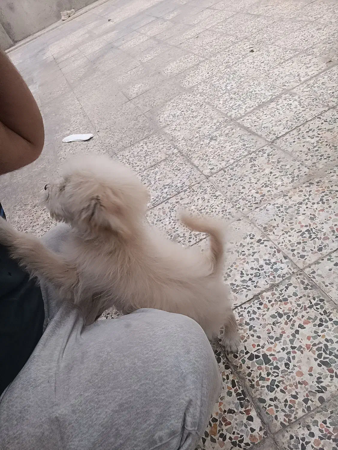 سگ پاکوتا|سگ|کازرون, |دیوار