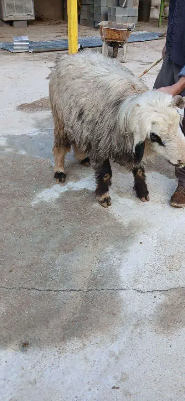 غوچ.میش.بز.بره|حیوانات مزرعه|شیراز, درکی|دیوار