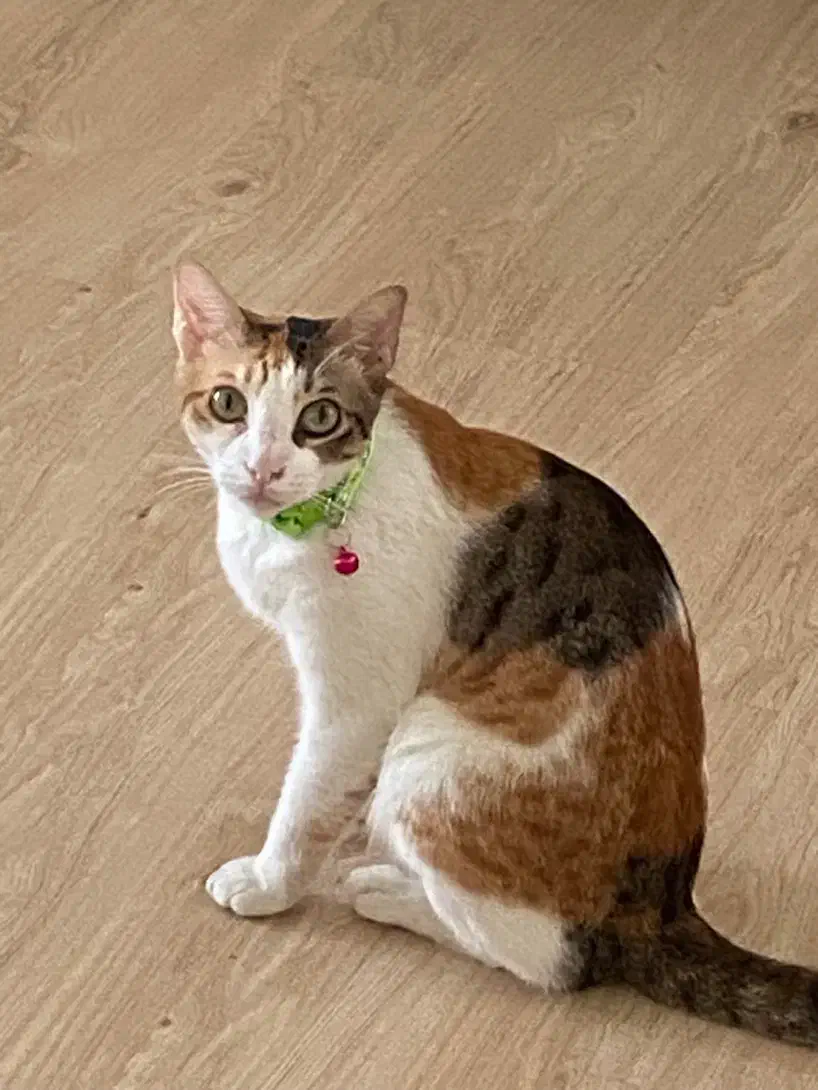 گربه ی ماده یکساله|گربه|رشت, گلسار|دیوار