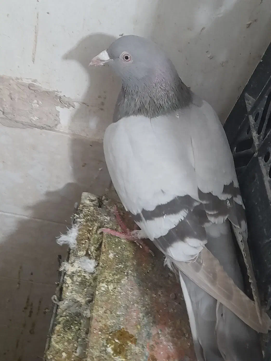 پلاکی|پرنده|خمین, |دیوار