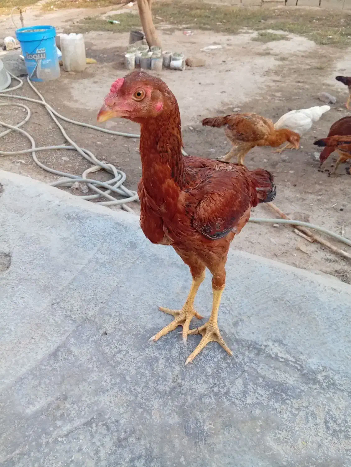 مرغ و خروس فروشی|پرنده|مینودشت, |دیوار