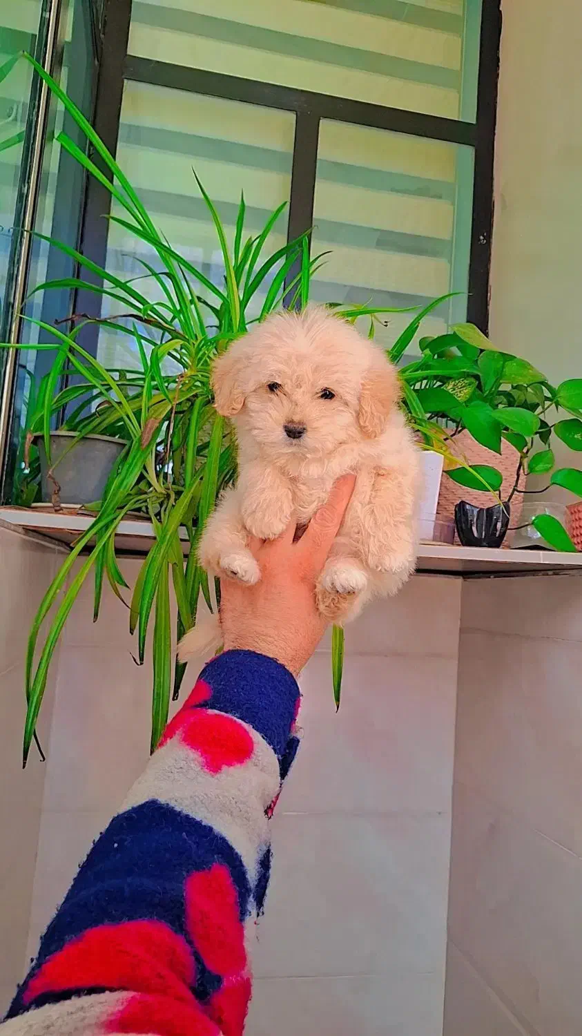 پودل کراس|سگ|رشت, گلسار|دیوار