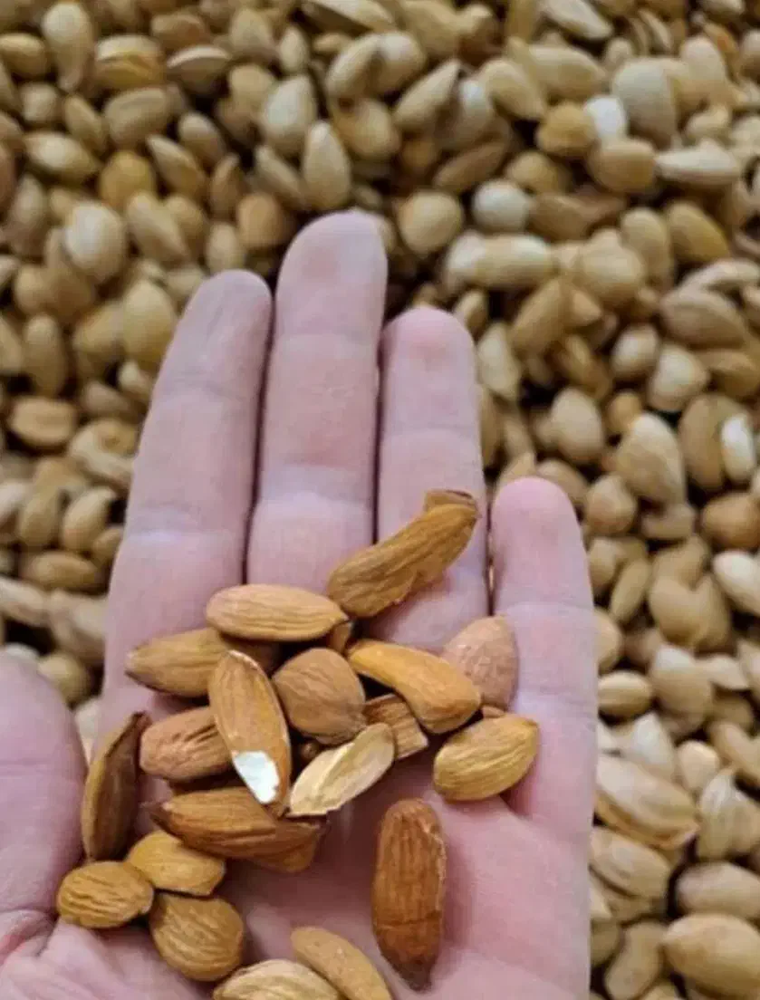 بادام امسالی شیرین|خوردنی و آشامیدنی|کاشان, مدرس|دیوار