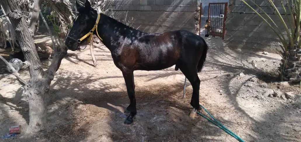 کره اسب کورسی|اسب و تجهیزات اسبسواری|بند زرک, |دیوار