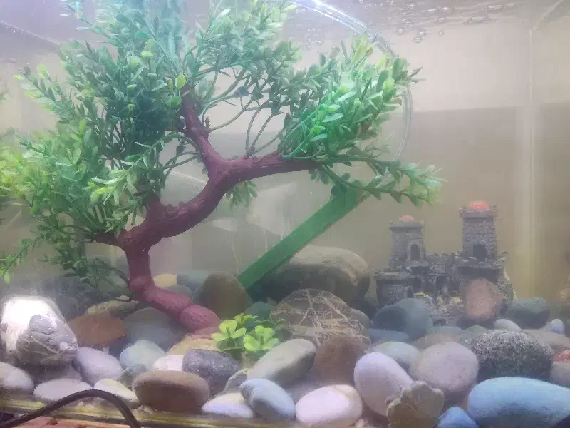 آکواریوم شیشه خم با ماهی|ماهی|تهران, حکیمیه|دیوار