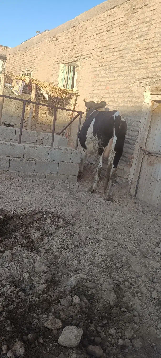 گاو خوب آبستن|حیوانات مزرعه|فیروزآباد (آذربایجان), |دیوار