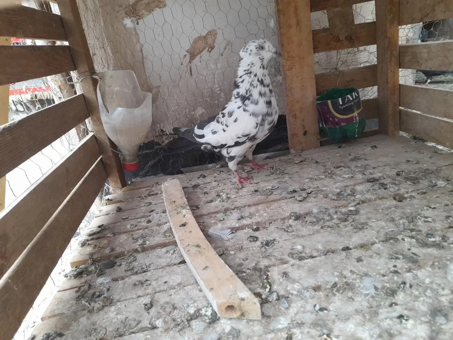 کبوتر سوسکی|پرنده|پاکدشت, پاکدشت (مامازند)|دیوار