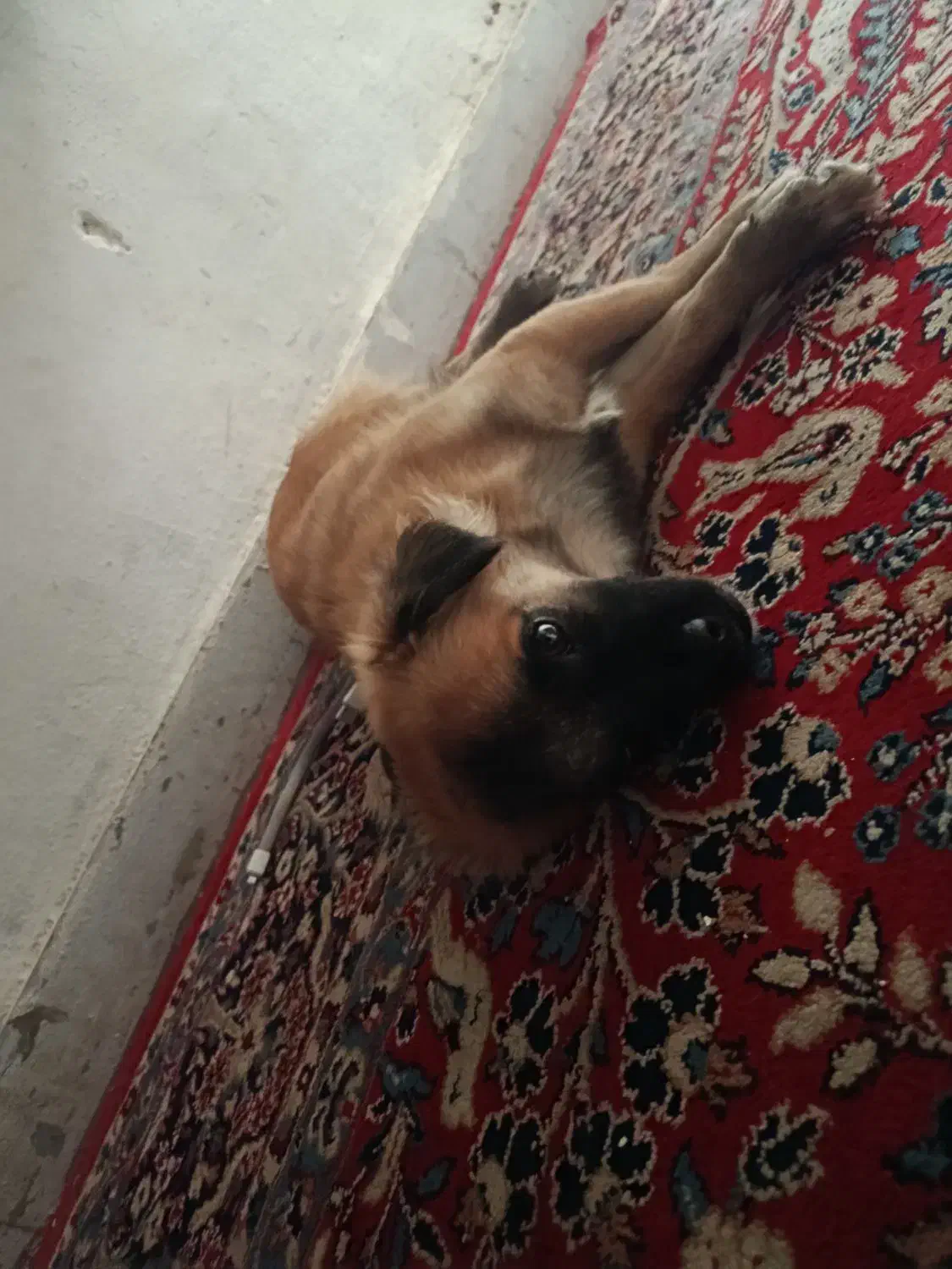 سگ پاکوتاه|سگ|شیراز, شهرک صنعتی شیراز|دیوار